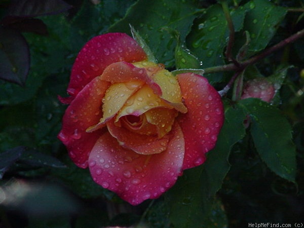 'Patchwork' rose photo