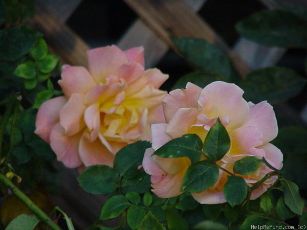'Patchwork' rose photo