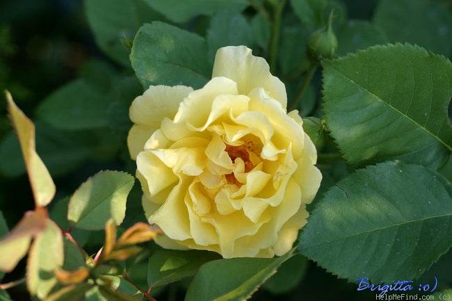 'Golden Gate ® (LCl, Kordes 1995)' rose photo