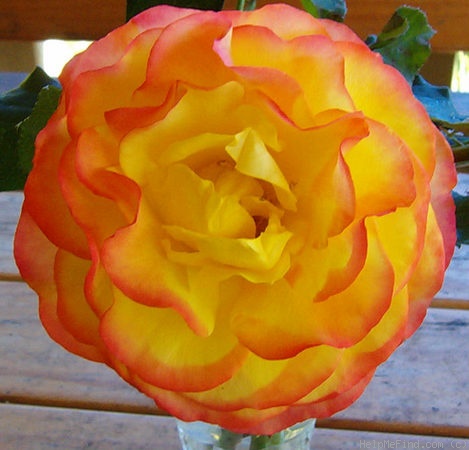 'Tequila Sunrise' rose, click to enlarge 'Tequila Sunrise' rose photo