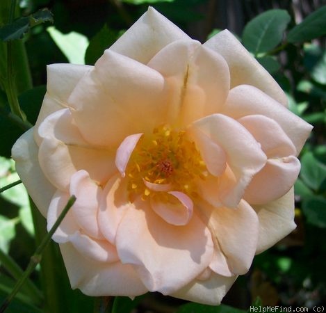 'Mrs. Frederick W. Vanderbilt' rose photo