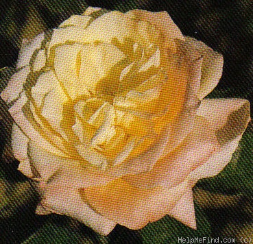 'LAMlam' rose photo
