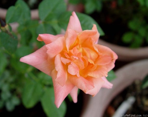'Courtoise' rose photo