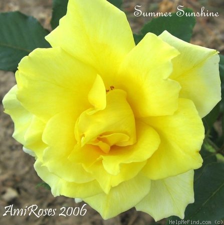 'Summer Sunshine' rose photo