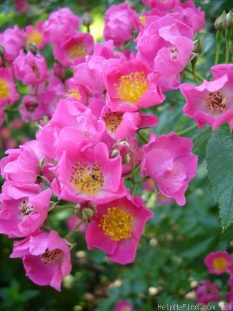 'Maria Lisa' rose photo