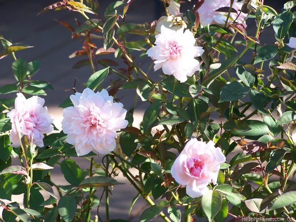 'Cels Multiflora' rose photo