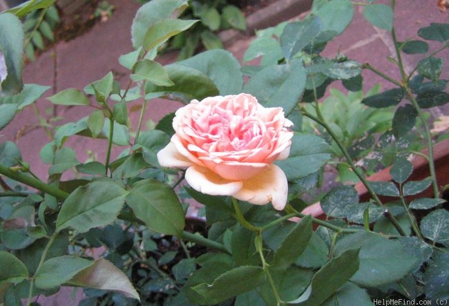 'Madame Jules Gravereaux' rose photo