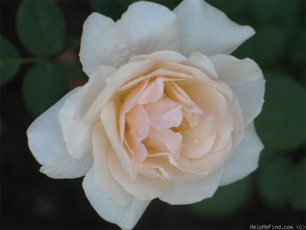'Penny Lane (climber, Harkness, 1998)' rose photo