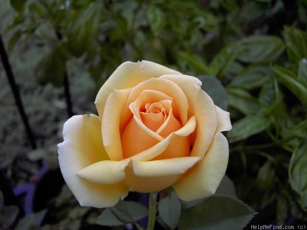 'Valencia ® (hybrid tea, Kordes before 1987)' rose photo