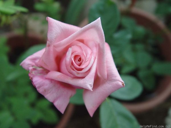 'Dothan' rose photo