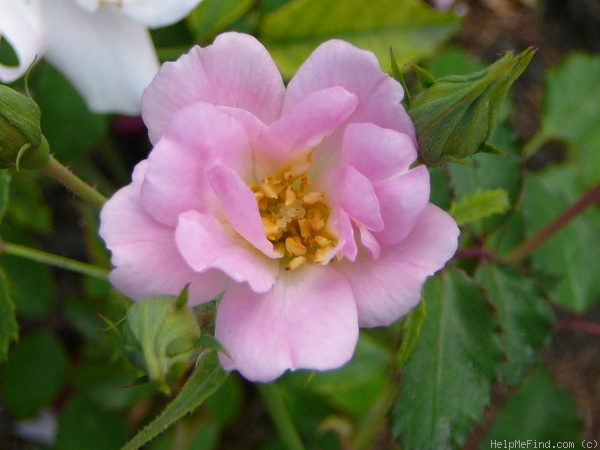 'Royal Edward' rose photo