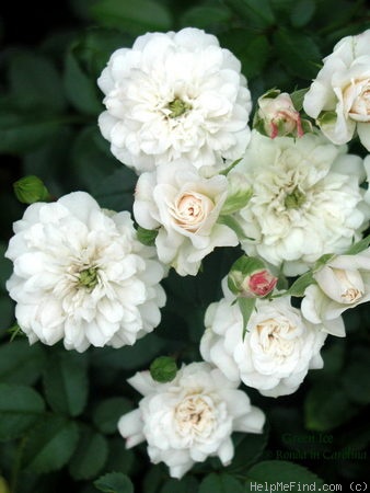 'Green Ice (miniature, Moore 1971)' rose photo