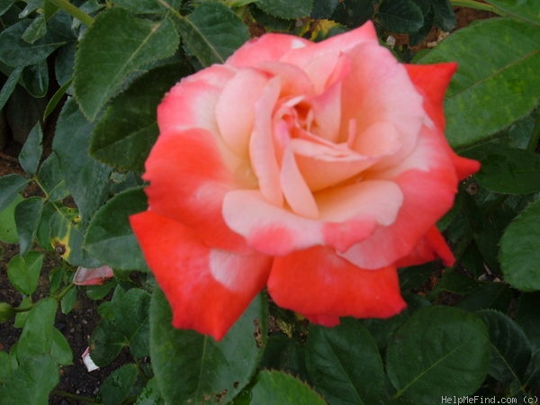 'Classie Lassie ™' rose photo