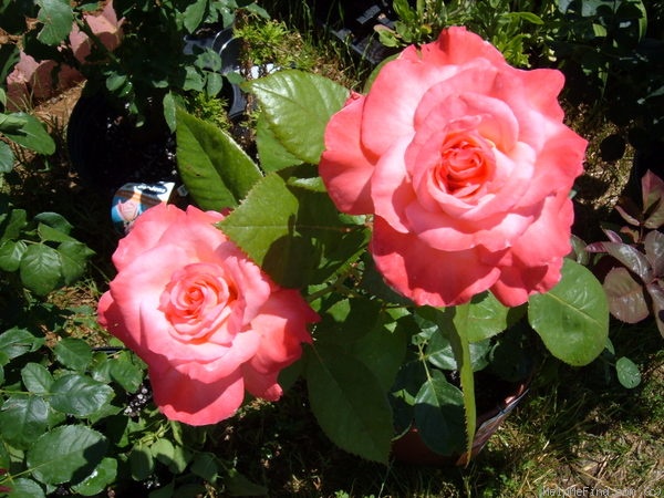 'Sheer Elegance ™' rose photo