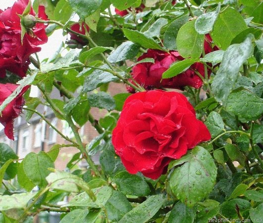 'Climbing Dublin Bay' rose photo