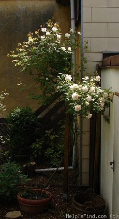 'Madame Alfred Carrière (noisette, Schwartz 1875)' rose photo