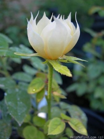 'SAXLB3' rose photo