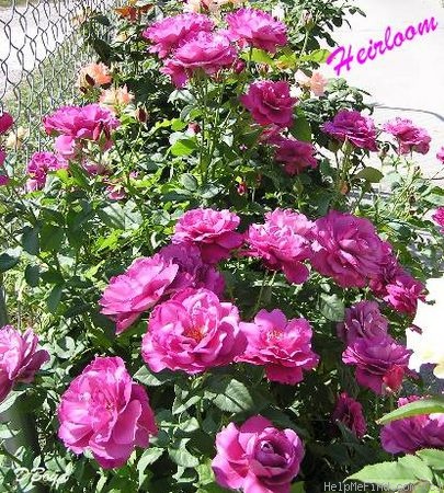 'Heirloom (hybrid tea, Warriner 1972)' rose photo