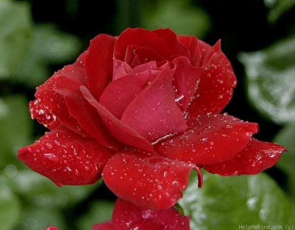'Happy Wanderer ®' rose photo