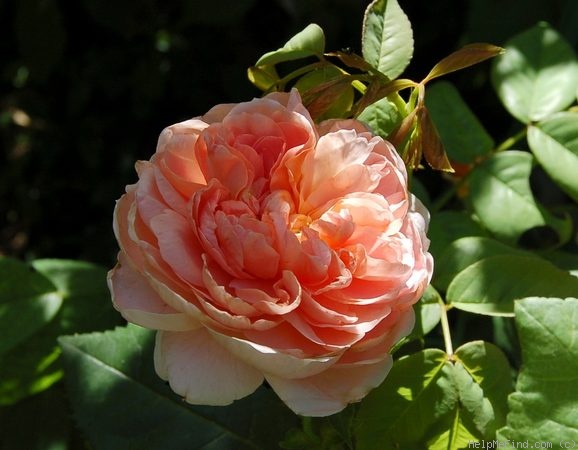 'Colette (climber, Meilland 1994)' rose photo