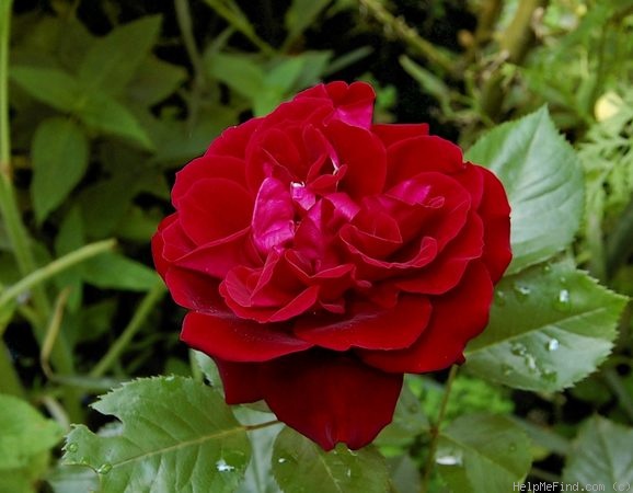 'Isabel Renaissance' rose photo