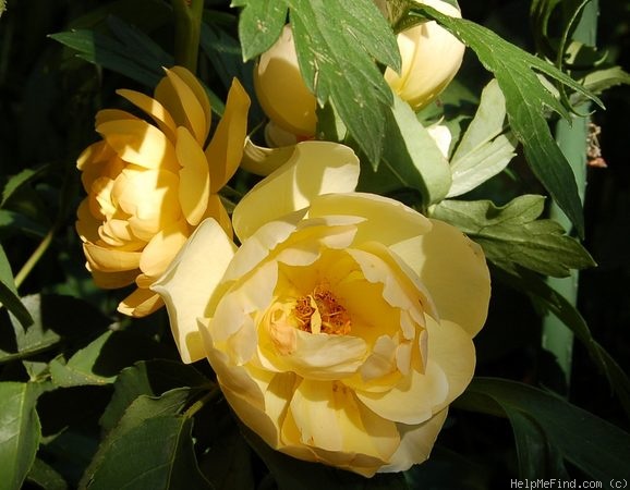 'Buttercup (English Rose, Austin 1998)' rose photo