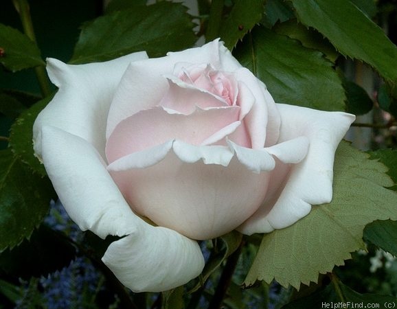 'Helena Renaissance' rose photo