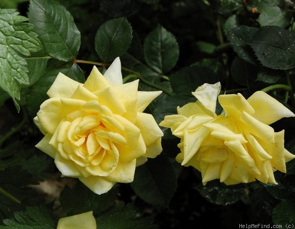'Bella Renaissance' rose photo