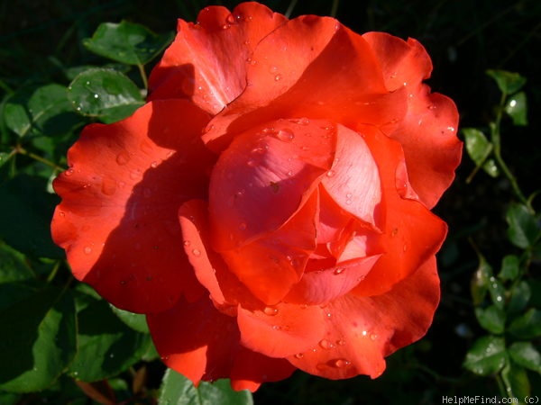 'Holsteinperle' rose photo