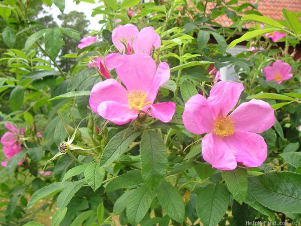 'Hollandica' rose photo