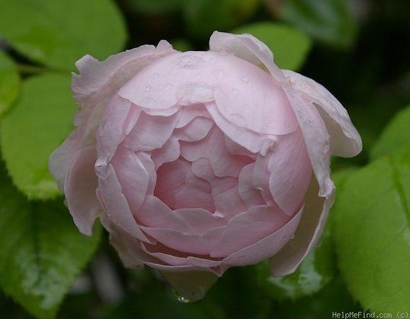 'Redouté' rose photo