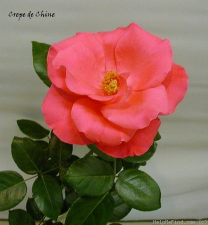 'Crêpe de Chine' rose photo