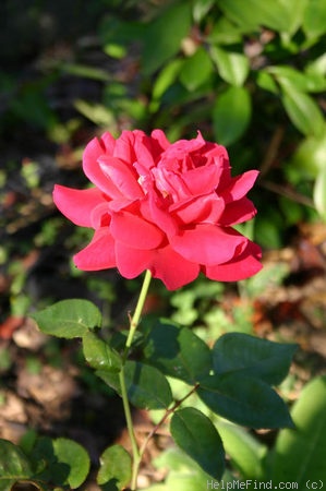 'Mercedes Mendoza' rose photo