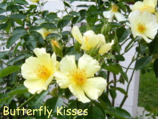 'Butterfly Kisses (floribunda, Giles 1999)' rose photo