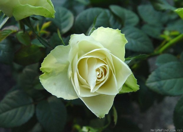 'Emerald Hit ®' rose photo