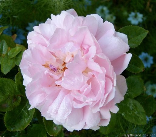 'Mary Rose ®' rose photo