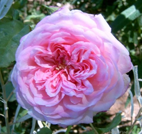 'Orsola Spinola ®' rose photo