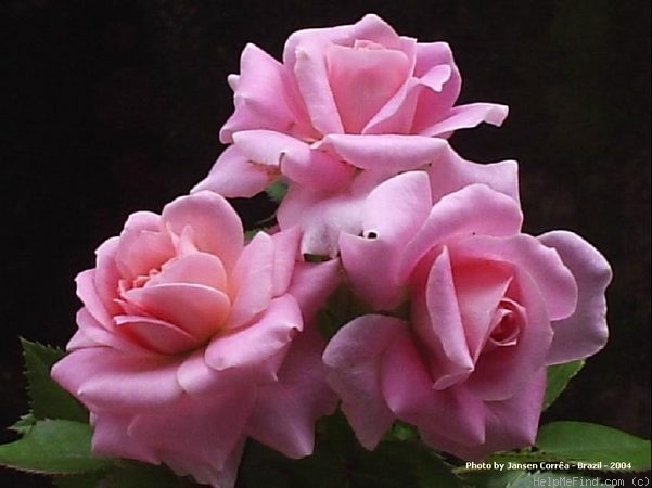 'Candy Sunblaze ™ (miniature, Meilland 1991)' rose photo
