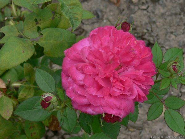 'Reverend Alan Cheales' rose photo
