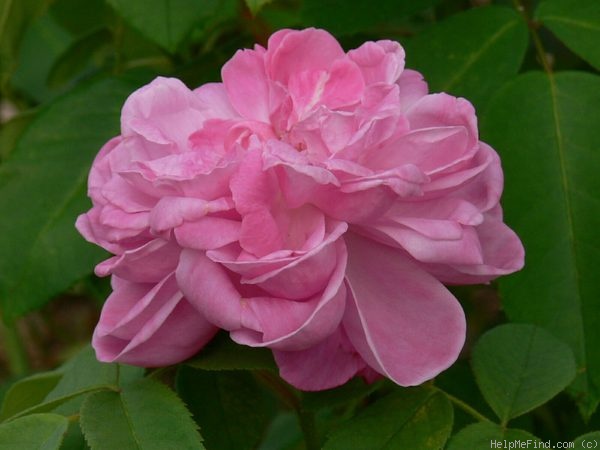 'Comte Adrien de Germiny' rose photo