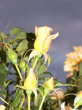 'Autumn Sunset (climber, Lowe 1986)' rose photo