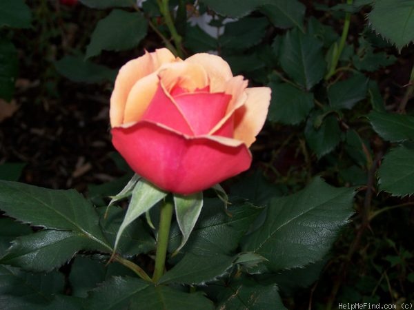 'About Face ™' rose photo