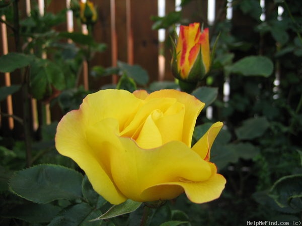 'Sekel' rose photo