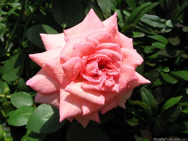 'Rosy Mantle' rose photo