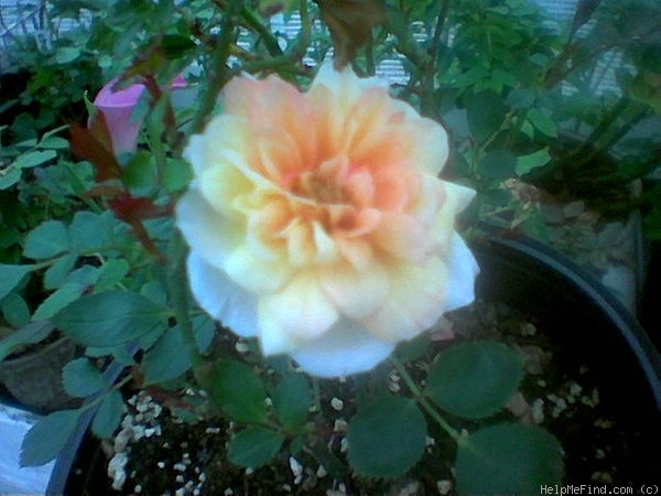 'Amber Gem' rose photo