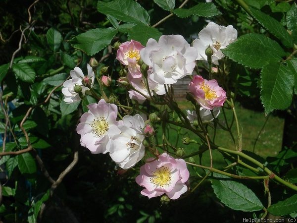 'Euphrosyne (hybrid multiflora, Schmitt, 1895)' rose photo
