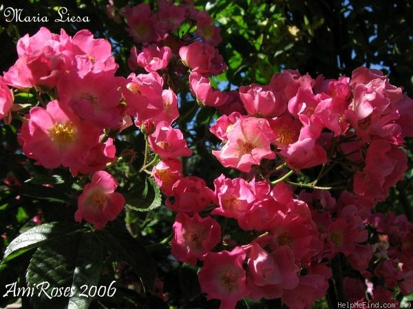 'Maria Liesa' rose photo