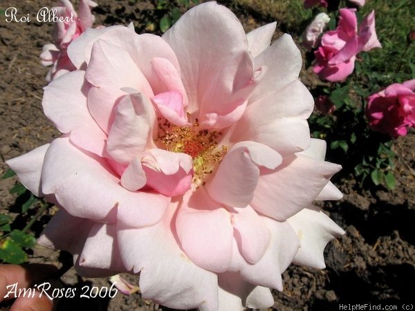 'Roi Albert' rose photo