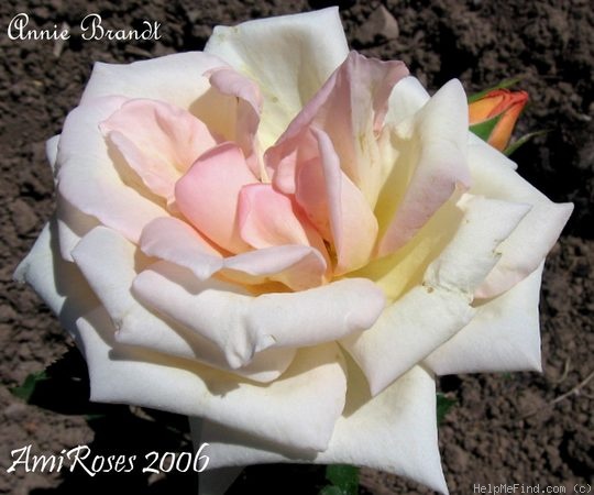 'Annie Brandt' rose photo