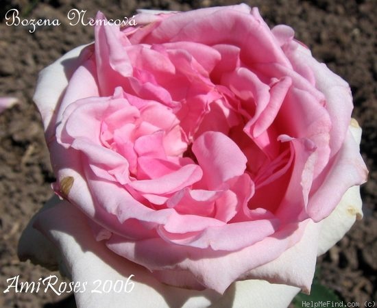 'Bozena Nemcová' rose photo